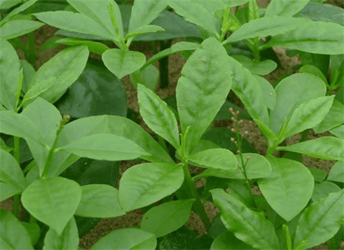 百岁奶奶推荐：春天最美味的野菜，润肺止咳，减肥润肠